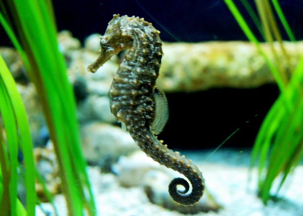 i love the seahorse