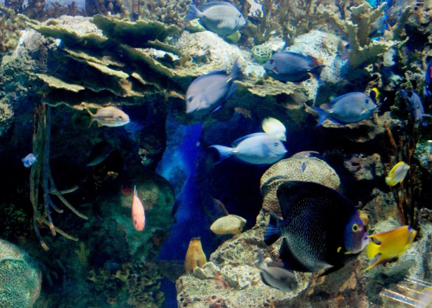 aquarium