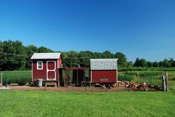 home to 121 chickens